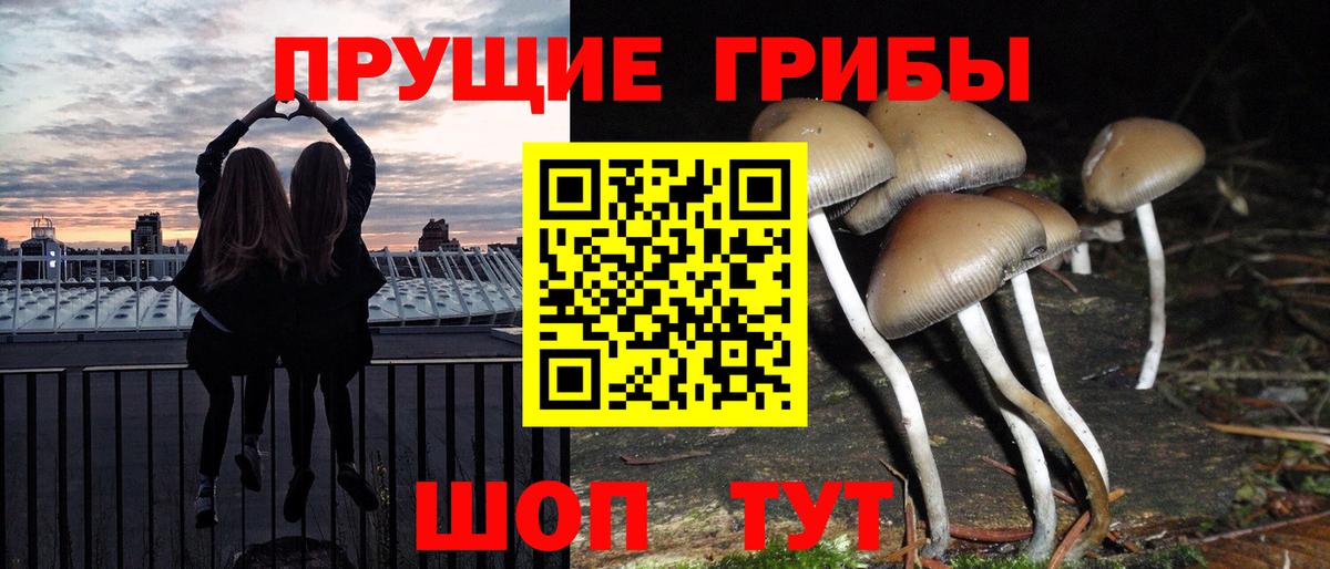Псилоцибиновые грибы Psilocybine cubensis Саров